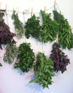 Drying herbs to store for later use.