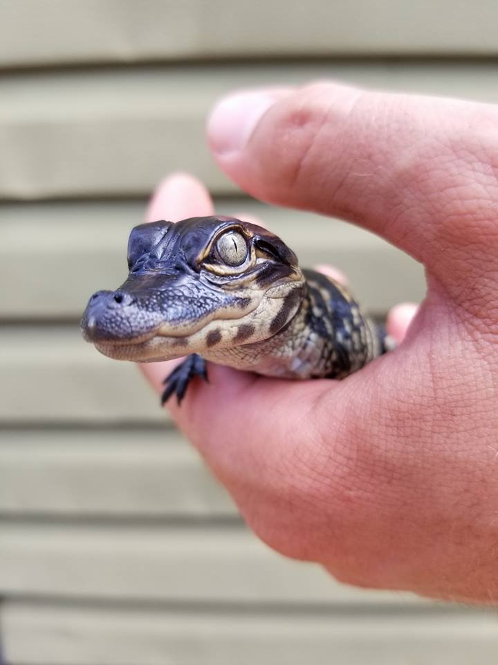 22046820_1581679851853297_5639460141269373613_n